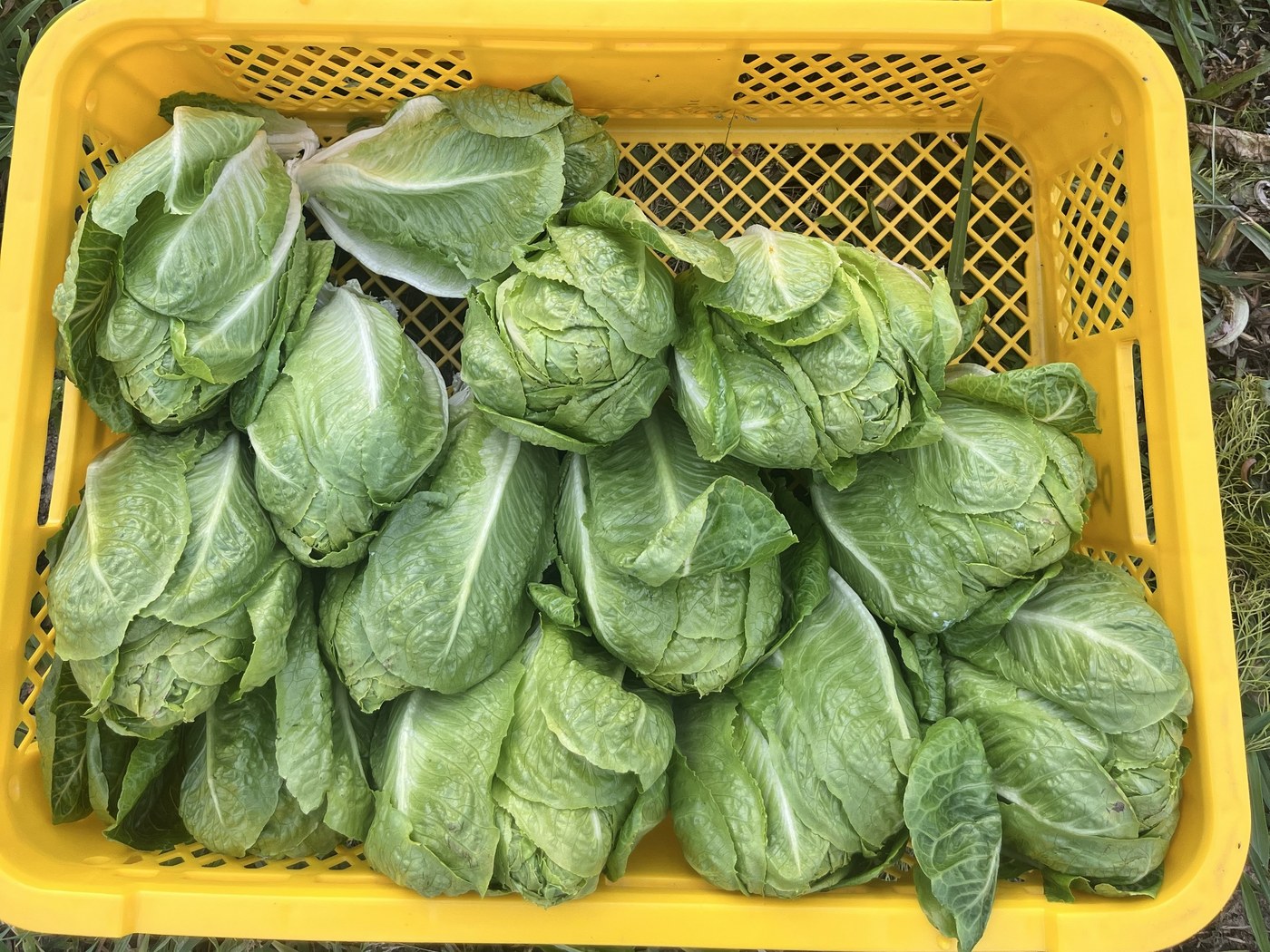 収穫した野菜