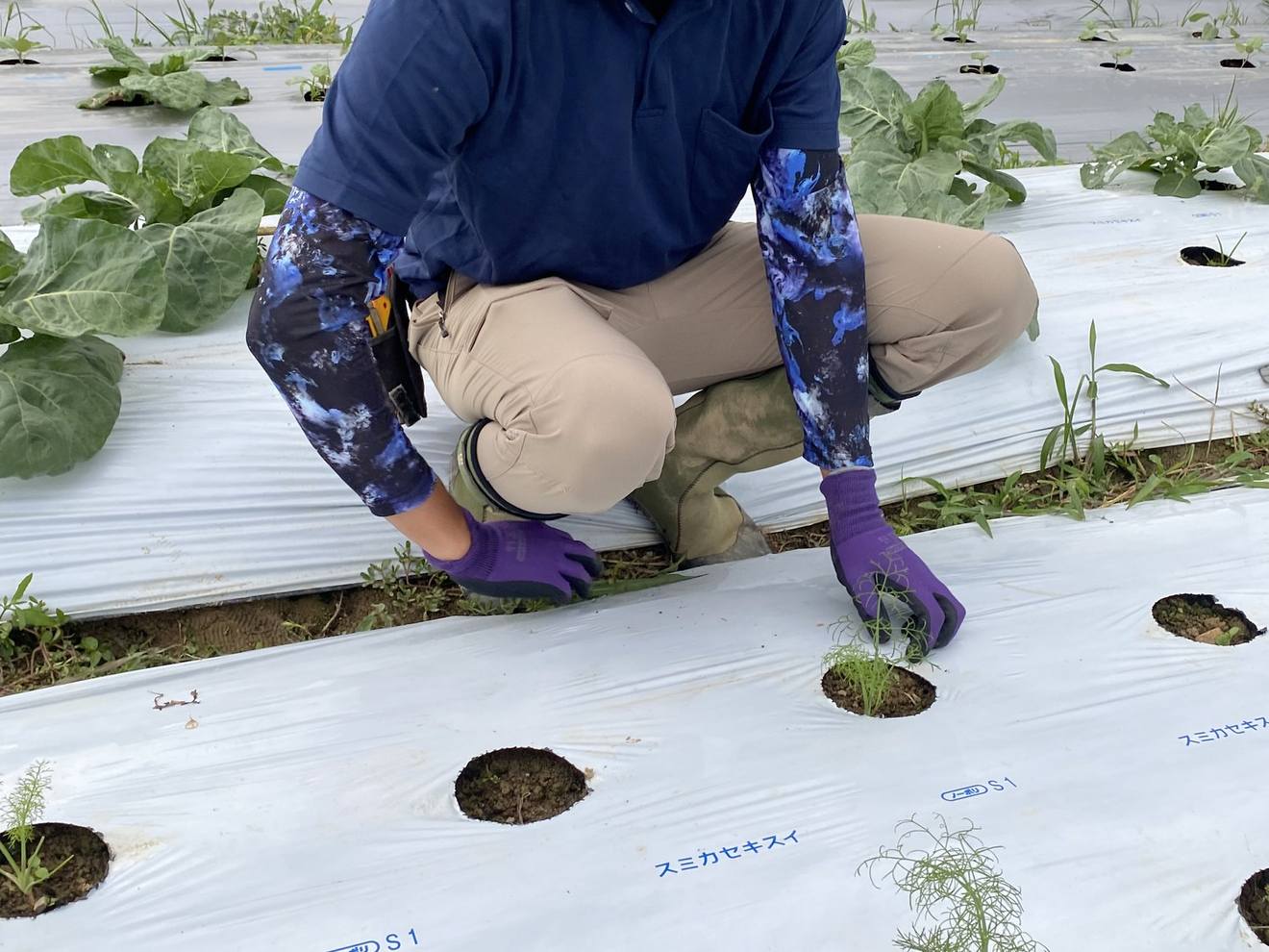 定植作業